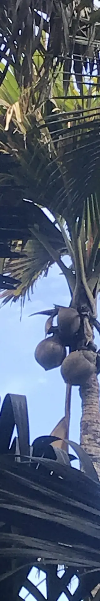 Coco de Mer